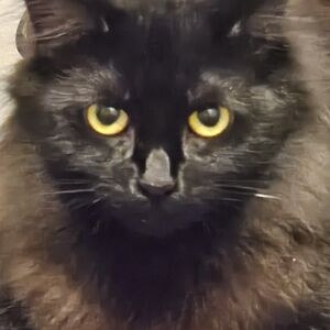 Meet your Posher, Mya